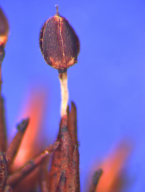 https://www.nzplants.auckland.ac.nz/en/about/mosses/native-species/andreaeaceae/andreaea-species.html